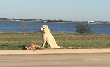 These Photos Of A Dog Standing Guard Over His Friend’s Body Are Heartbreaking