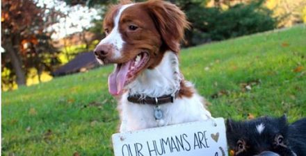 Couple Enlist Pet Pig And Dog To Announce Their Engagement