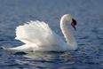 A Swan Is Loose On The M6 Dublin To Galway Motorway