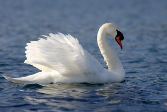 A Swan Is Loose On The M6 Dublin To Galway Motorway