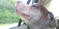 This Photo Of A Dog Taking His Last Car Journey Gives Us All Of The Feels