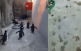 VIDEO: Penguins Attempt Escape From Zoo But Leave A Trail Of Footprints Behind