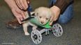 How 3D Printing Is Giving This Puppy The Chance To Walk