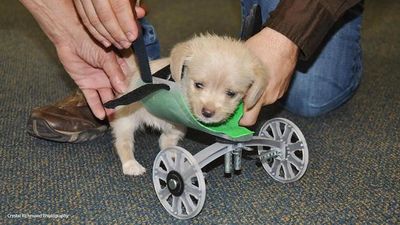 How 3D Printing Is Giving This Puppy The Chance To Walk