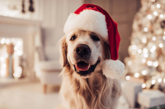 This is apparently Ireland’s most popular Christmas tradition