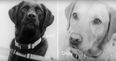 These Dogs Can Sniff Out Cancer