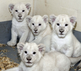 VIDEO – Rare White Lion Cubs At Toronto Zoo Are Too Cute