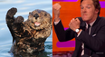 Benedict Cumberbatch Imitated An Otter Before Punching A Teddy On The Graham Norton Show Last Night