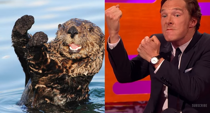 Benedict Cumberbatch Imitated An Otter Before Punching A Teddy On The Graham Norton Show Last Night