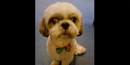 The Gardaí Almost Broke Twitter After Sharing A Picture Of This Little Dog Found In Tallaght This Morning