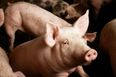 Animal Rights Activist Faces Jail Time for Giving Dehydrated Pigs Water