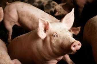 Animal Rights Activist Faces Jail Time for Giving Dehydrated Pigs Water
