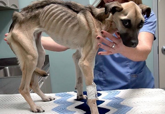 These Photos Prove How Love Can Help A Rescue Dog Overcome Anything