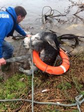 This Is Too Much – Donkey Rescued From Flooded Field After #StormDesmond