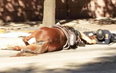 A Police Officer Lays By His Dying Horse and The Sadness of The World is Upon Us