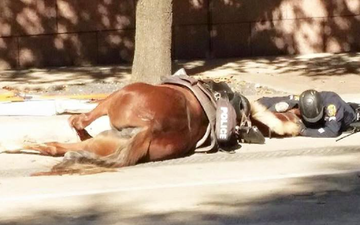 A Police Officer Lays By His Dying Horse and The Sadness of The World is Upon Us
