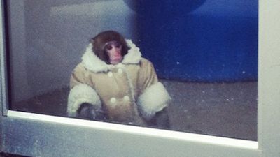 It’s been 4 years since that monkey was found in IKEA, but where is he now?