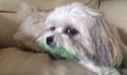VIDEO: Pup Gets Covered In Food Colouring And It Is Just TOO Cute