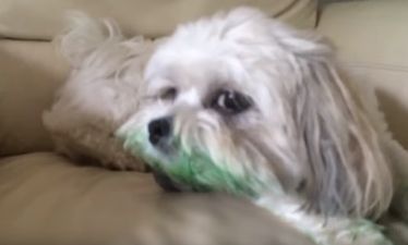 VIDEO: Pup Gets Covered In Food Colouring And It Is Just TOO Cute