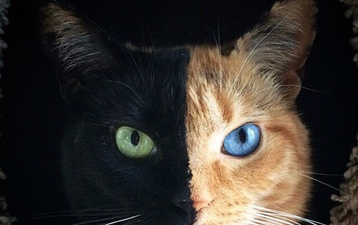 Mind F*ck: This Cat is NOT Photoshopped