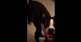 WATCH: This Dog Has Better Rhythm Than All Of Us