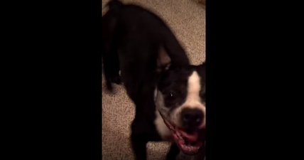 WATCH: This Dog Has Better Rhythm Than All Of Us