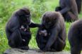 PICS – Dublin Zoo Welcomes Adorable New Arrivals