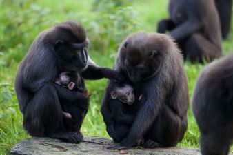 PICS – Dublin Zoo Welcomes Adorable New Arrivals