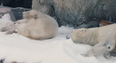 VIDEO: These Polar Bears Couldn’t Possibly Be Any Happier
