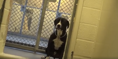 WATCH: Shy Pitbull Pup Benny Has The Most AMAZING Reaction To Getting Adopted