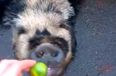 WATCH: This Pet Pig’s Reaction To Brussels Sprouts Is ALL OF US