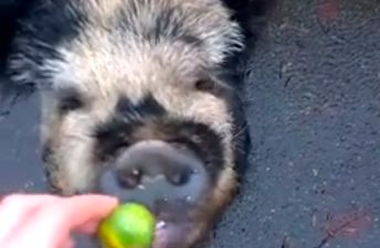WATCH: This Pet Pig’s Reaction To Brussels Sprouts Is ALL OF US