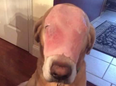 Thousands Of People Fooled Into Sharing This Image Of A Dog