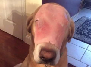 Thousands Of People Fooled Into Sharing This Image Of A Dog