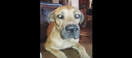 This Dog Hiding Food Is Like Us Stealing Sweets At Christmas