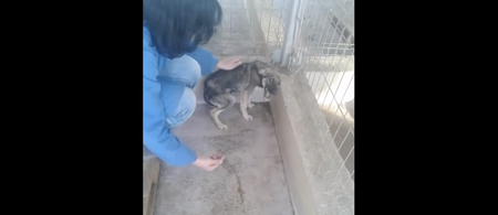 WATCH: Rescue Dog Has Heart-Breaking Reaction To Being Stroked For The First Time