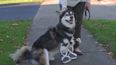 VIDEO – Watch Derby The Husky Run Thanks To His 3D Printed Legs