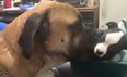 Two Abandoned Dogs Helped Heal Each Other’s Wounds After Becoming Friends In ER