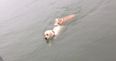 PICS: Hero Dog Afraid To Jump In Water Swims Out To Sea To Save His Blind Friend