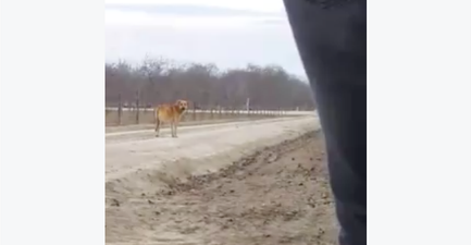 MUST READ: A Heart-Wrenching Open Letter to The Owner of An Abandoned Dog