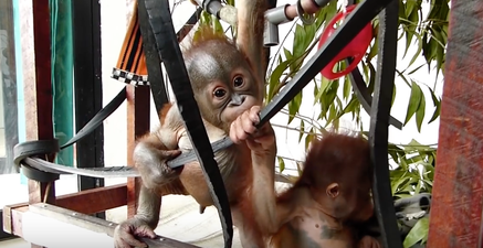 WATCH: The Moment Two Rescued Baby Orangutans Meet Is Adorable