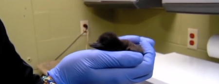 Baby Penguin Born In America Named After David Bowie