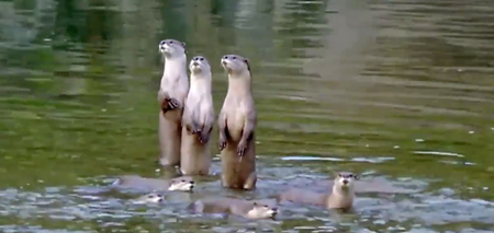 WATCH: Snoop Dogg Narrating A Wild Life Documentary Is The Most Random Thing Ever