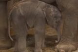 VIDEO: This Baby Elephant Falling Over Is All Of Us On A Monday