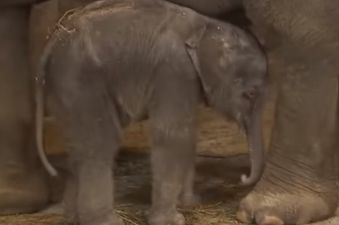 VIDEO: This Baby Elephant Falling Over Is All Of Us On A Monday