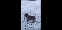 VIDEO – This Dog Reacting To Snow Is Too Much