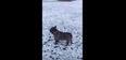 VIDEO – This Dog Reacting To Snow Is Too Much