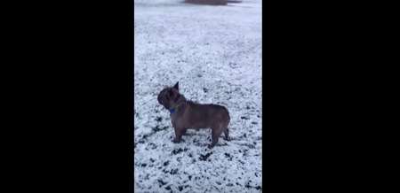 VIDEO – This Dog Reacting To Snow Is Too Much