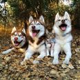 This Kitten Is Best Friends With Three Huskies And It’s Frankly Too Much