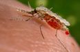 Confirmed – Zika virus is directly linked to birth defect